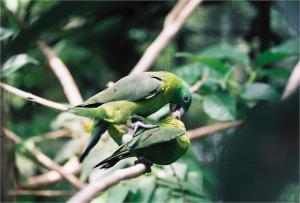 Синешапочный ракетохвостый попугай (Prioniturus discurus) - 
