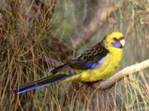 Зелёная розелла (Platycercus caledonicus) 