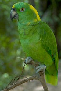 Желтошейный амазон (Amazona auropalliata) - 