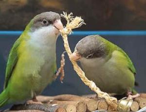 Бурошапочный толстоклювый попугай (Bolborhynchus aymara) - 