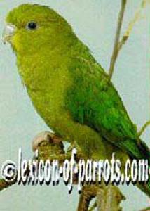 Желтолобый толстоклювый попугай (Bolborhynchus aurifrons) - 