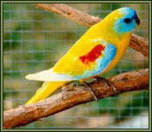 Красногрудый травяной попугайчик (Neophema splendida) - 