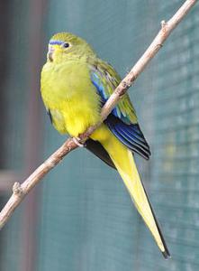 Decorated herbal parrot (Neophema Elegans) -