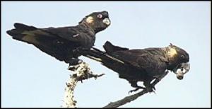 Белоухий траурный какаду (Calyptorhynchus baudinii) 