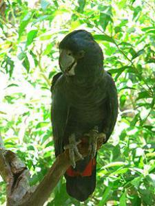 Траурный какаду (Calyptorhynchus (Zanda) funereus) - 