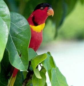 Зеленохвостый широкохвостый лори (Lorius chlorocercus) 