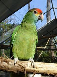 Краснобровый амазон (Amazona rhodocorytha) 