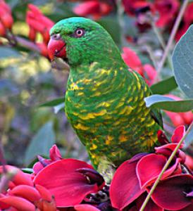 Украшенный лорикет (Trichoglossus ornatus) - 