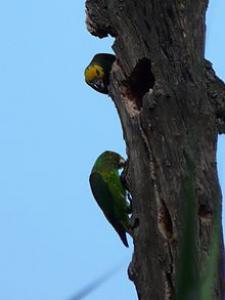 Желтолицый длиннокрылый попугай (Poicephalus flavifrons) 