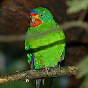 Ласточковый попугай (Lathamus discolor) - 