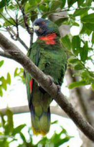 Краснозобый амазон (Amazona arausiaca) - 