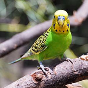 Wavy parrot (melopsittacus undulatus) -