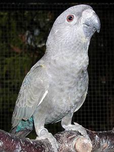 Длиннокрылый попугай Рюппеля (Poicephalus rueppellii) - 