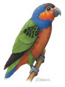 Дятловый попугайчик Бруина (Micropsitta bruijnii) - 
