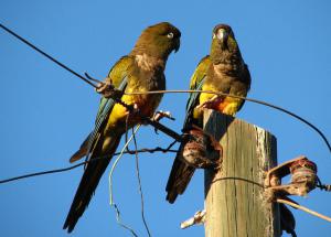 Rocky parrot (Cyanoliseus Patagonus) -