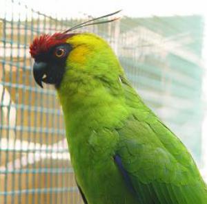 Рогатый попугай (Eunymphicus cornutus) - 
