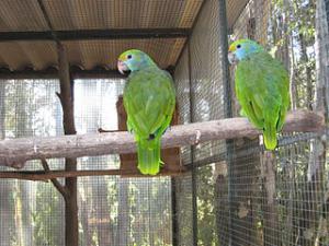 Синещёкий амазон (Amazona dufresniana) 