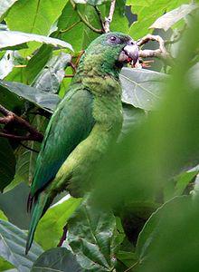 Ямайский черноклювый амазон (Amazona agilis) 