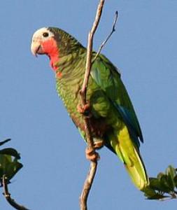 Cuban Amazon (Amazona Leucocephala)