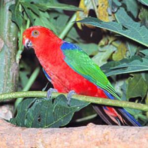 Амбоинский королевский попугай (Alisterus amboinensis) 