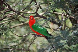 Желтоплечий королевский попугай (Alisterus chloropterus) - 