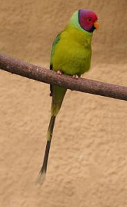 Красноголовый кольчатый попугай (Psittacula cyanocephala) - 