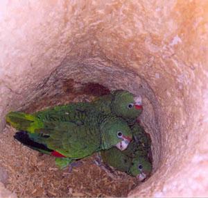 Тукуманский амазон (Amazona tucumana) 