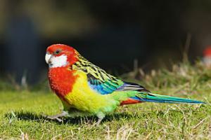 Green Rosella: Photo, Video, Housing And Reproduction