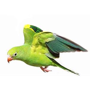 Red-Winged Thinly Parrot: Photo, Video, Housing And Reproduction