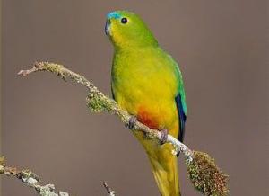 Golden -beach grass parrot
