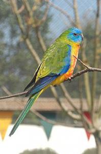 Лазурный травяной попугайчик (Neophema pulchella) - 