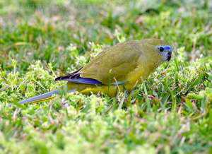 Скальный травяной попугайчик (Neophema petrophila) - 