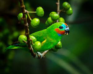 Golden Fig Parrot: Photo, Video, Housing And Propagation