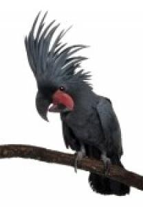 Чёрный какаду (Probosciger aterrimus goliath) - 