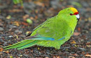 Anti-Lifing Parrot: Photo, Video, Housing And Reproduction