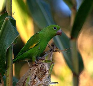 Желтокрылый тонкоклювый попугай (Brotogeris chiriri) 