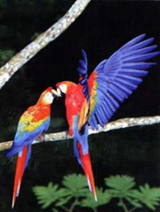 Красный ара (Ara macao) - 