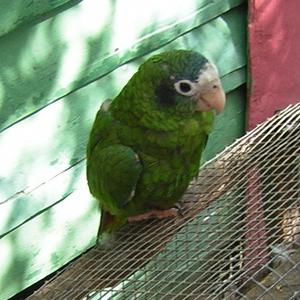 Черноухий амазон (Amazona ventralis) 