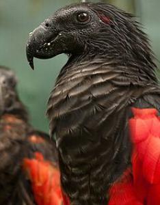 Орлиный попугай (Psittrichas fulgidus) - 