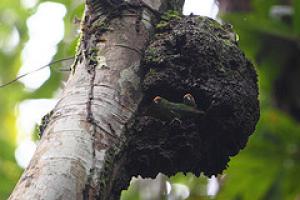Дятловый попугайчик Сальвадори (Micropsitta keiensis) - 