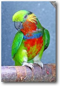 Карликовый попугай Эдвардса (Psittaculirostris edwardsii) - 