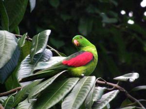 Краснокрылый попугай (Aprosmictus erythropterus) - 