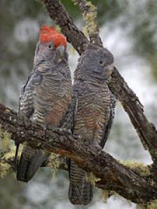 Шлемоносный какаду (Callocephalon fimbriatum) - 