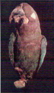Серо-голубой гиацинтовый ара (Anodorhynchus glaucus) - 