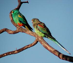 Multi -colored flat -headed parrot (psephotus varius)