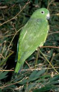 Buruyan missile parrot (Prioniturus Mada)