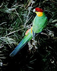Красношапочный попугай (Purpureicephalus spurius) - 