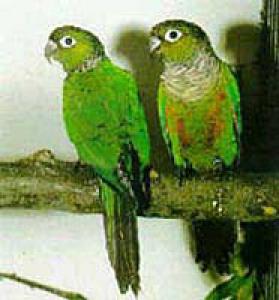 White-Breasted Red-Tailed Parrot: Photo, Video, Housing And Reproduction