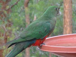 Королевский попугай (Alisterus scapularis) 