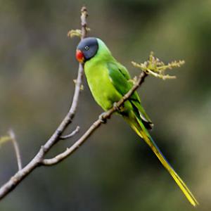 Гималайский кольчатый попугай (Psittacula himalayana) 